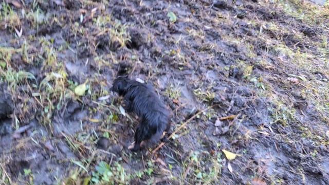 Охота на норах. Собаки попали под раздачу. Кюна-птичница.