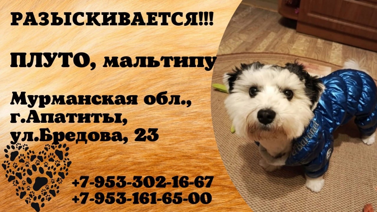 Пропала собака! ПЛУТО, мальтипу. Мурманская обл., г.Апатиты.