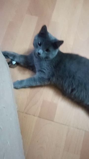 VID_20260209_202540 смотреть онлайн