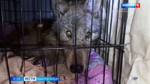 Вести Санкт-Петербург. Выпуск 08.35 от 09.02.2026