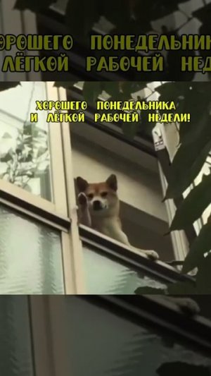 Хорошего понедельника