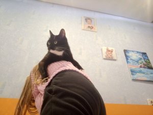 всем приветик