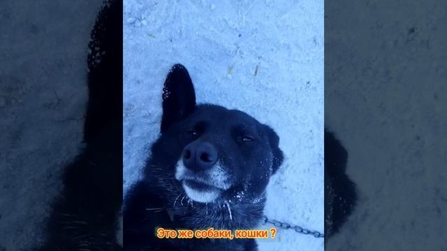 8.02.2026 Спасибо большое волонтёрам за помощь в приюте очистили будки от наледи и снега. СПАСИБО!