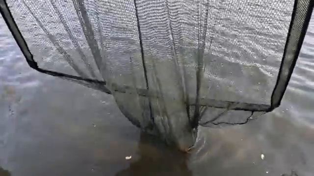 Рыбалка на сазана, турнир ASV Cup стали чемпионами в упорной борьбе !