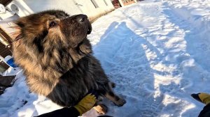 Опасный выгул для кур ! Барашки ! ХУТОР В ЛЕСУ №964