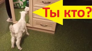Ты кто?