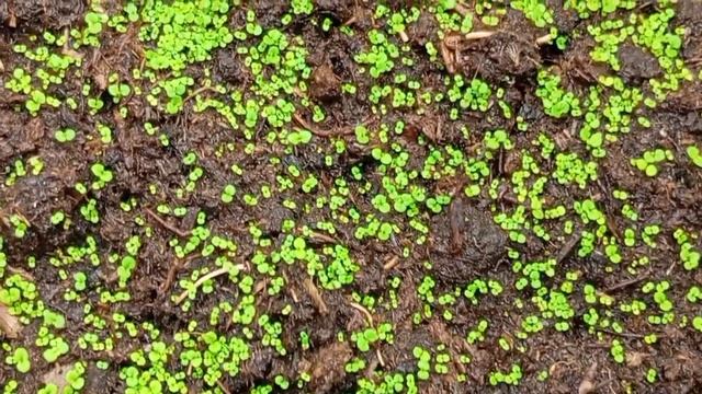 Сеянцы Бегонии Боливийской