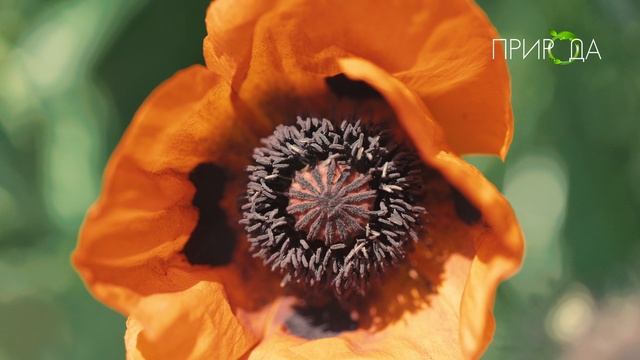 Природа. Мак_10 смотреть онлайн