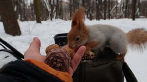 Немного о рыжей белке и орехах