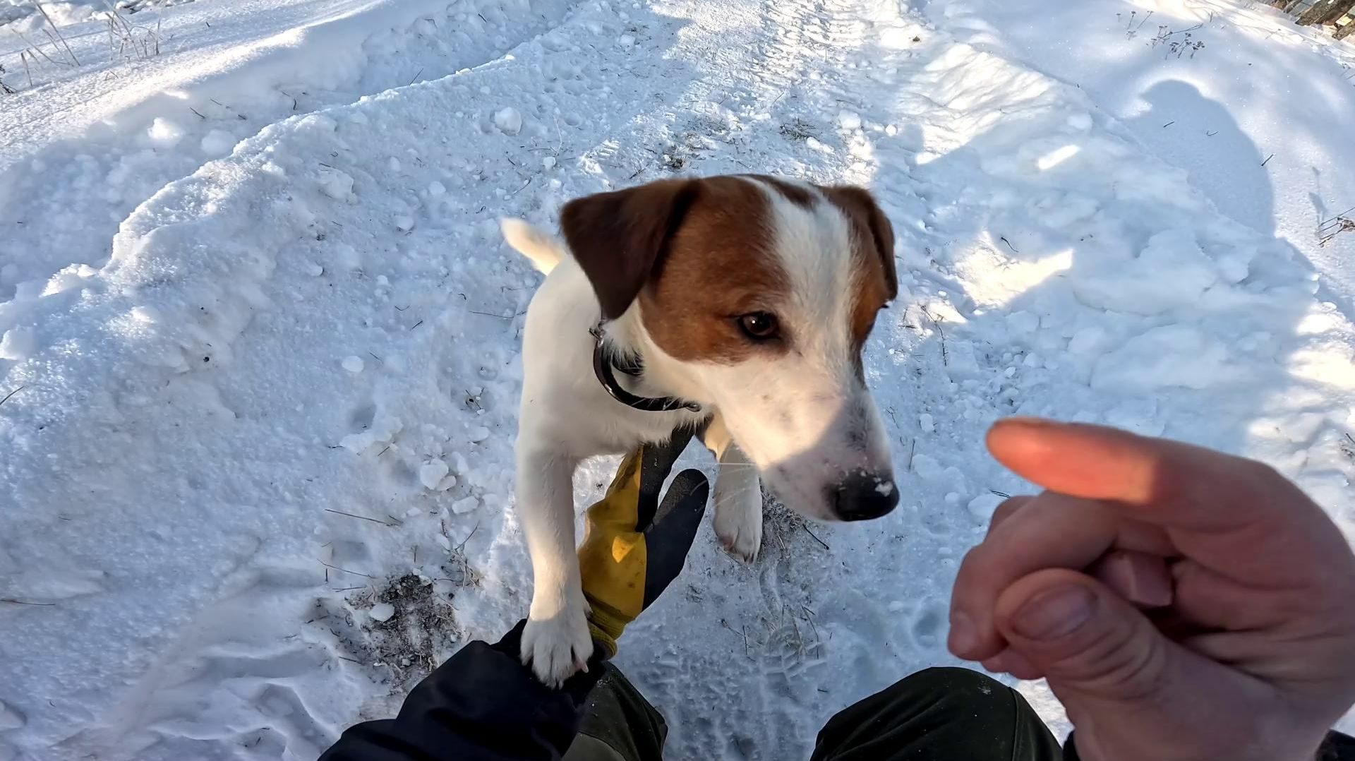 Страуса на мясо пустить ! Самку отсадил ! ХУТОР В ЛЕСУ №973 смотреть онлайн