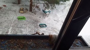 белки с обеда до вечера