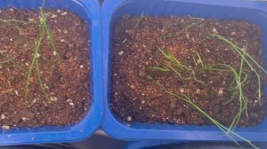 Мой подоконник 9 февраля 2025 года.