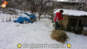 Содержание кур в домашних условиях и других птиц во дворе у Роберта 🐣🐤🦆🐔🪿🦃 (413)