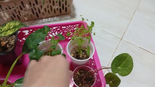 Комнатные цветы/растения. Какие буду пересаживать. смотреть онлайн