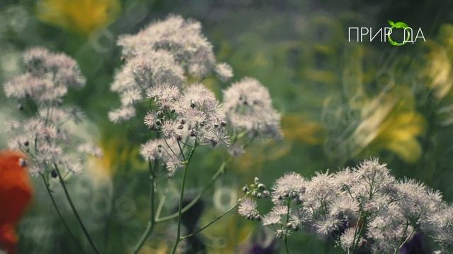 Природа. Василистник_13 смотреть онлайн