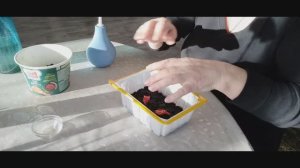 Мой пенсионный день. Эксперименты с томатами. Второй год выращивания.