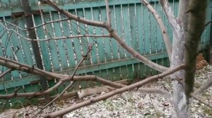 Учимся правильно обрезать и удалять ветви деревьев!