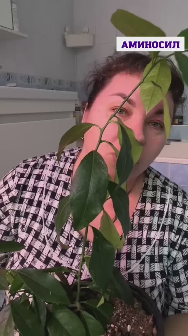 Сегодня наконец-то пересадила свой лимончик 🍋