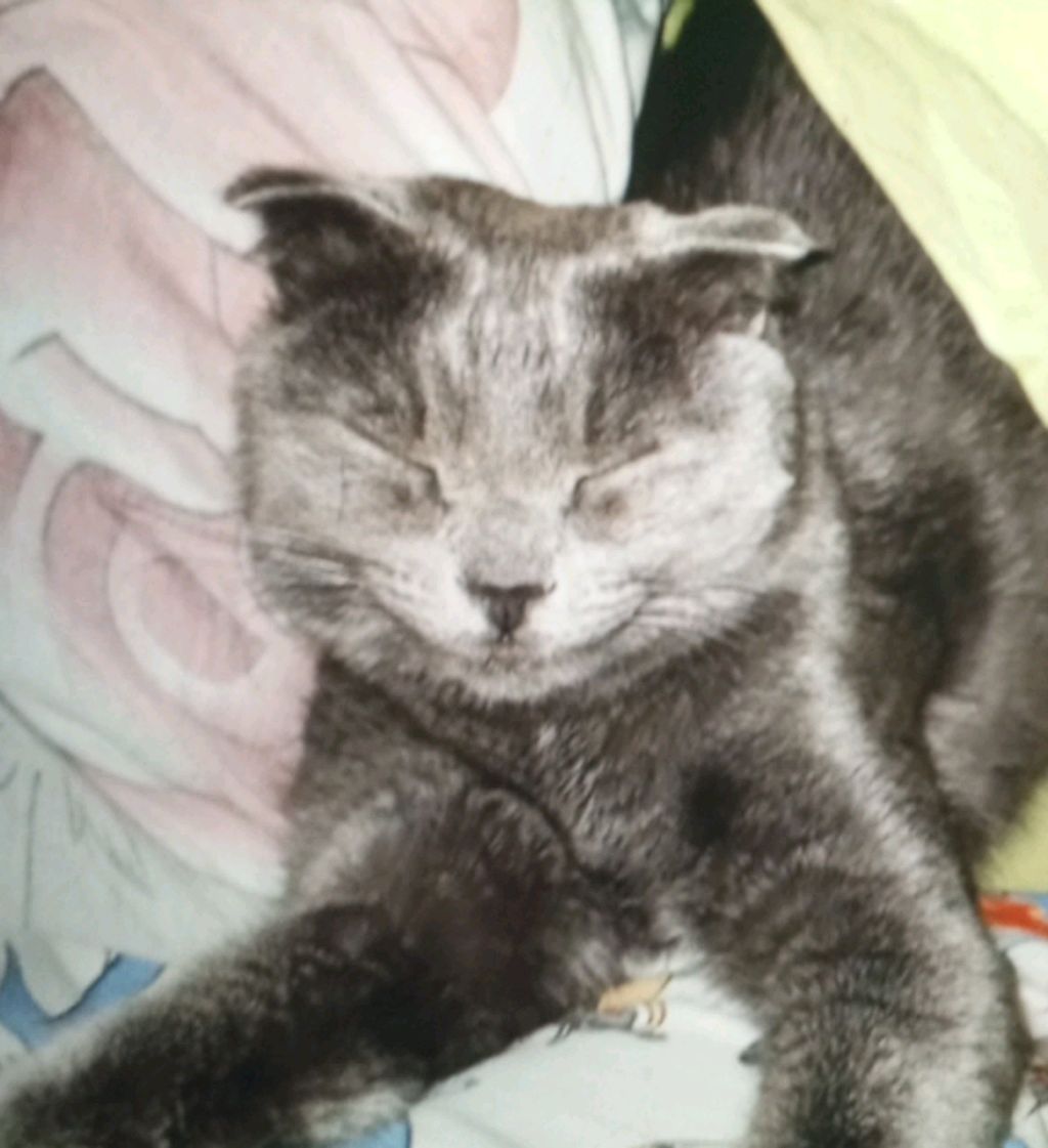 отвечаю на вопросы смотреть онлайн