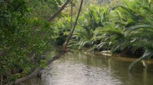 Тропические птицы и насекомые.звуки природы.