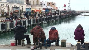 Рыбаки заняли причалы Сочи из-за подхода косяков черноморской кефали