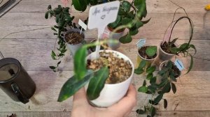 Осмотр растений и корневой на 1й решетке 09-02-2026