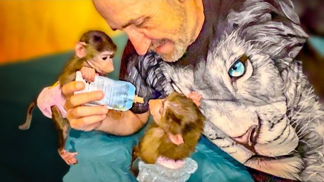 У нас ХОРОШАЯ НОВОСТЬ ветеринар-невролог согласился ОБСЛЕДОВАТЬ Маняшу! смотреть онлайн