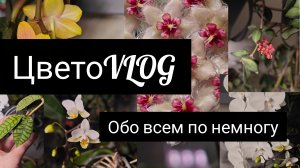 ЦветоВлог. февраль 2026