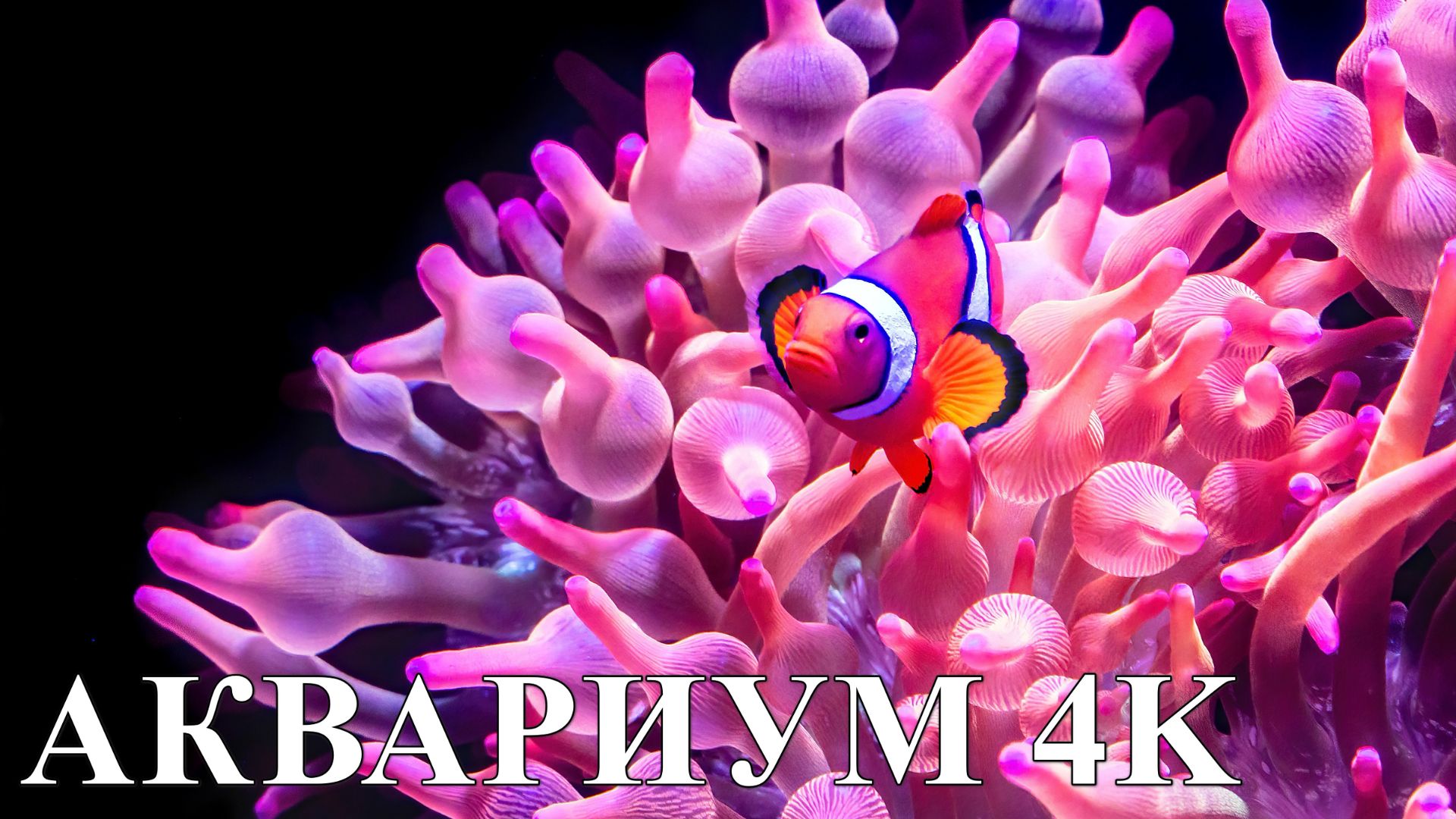 Аквариум 4K • 3 часа для релакса, сна и концентрации | Успокаивающая музыка