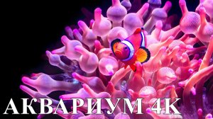 Аквариум 4K • 3 часа для релакса, сна и концентрации | Успокаивающая музыка