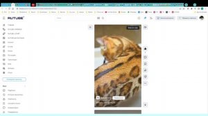 Котята питомника кошек МИРБЕЛИССИМО