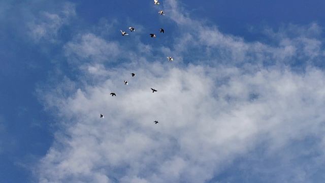 голуби омская область покупайте в описании телефон смотреть онлайн