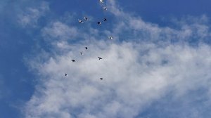 голуби омская область покупайте в описании телефон