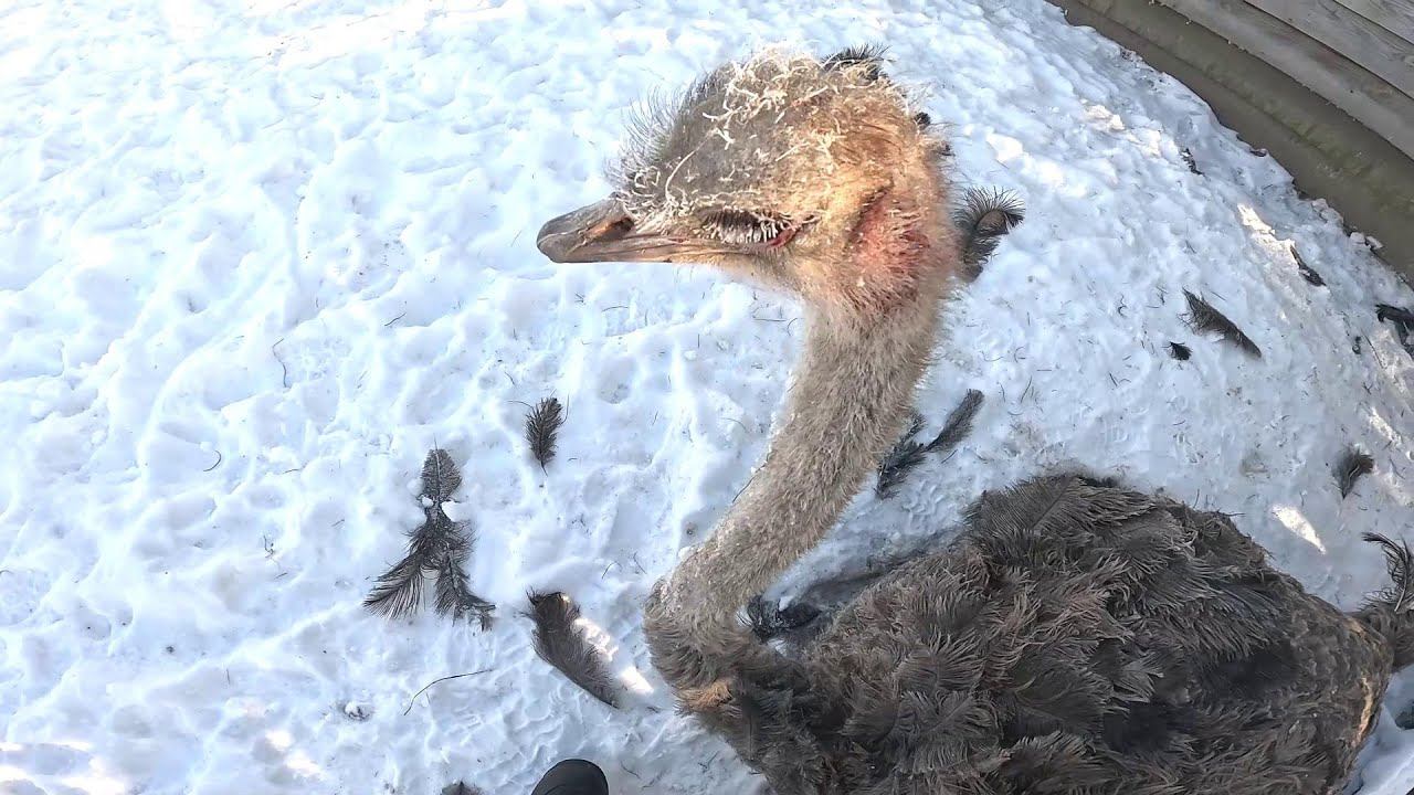 Он её так убъет ! Пруд замёрз ! ХУТОР В ЛЕСУ №972 смотреть онлайн