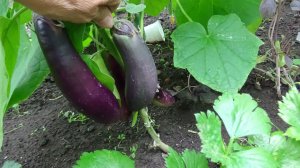 2020.  ВПЛ.Баклажаны так высаживая, получаю отличный урожай.