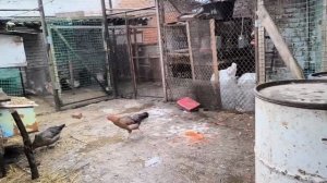 Чем лечим цыплят.Маринуем рыбу.Вывод перепелят.