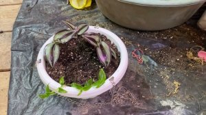 09-02-2026 что купила, обзор цветов.