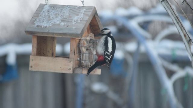 Большой Пёстый Дятел 1 смотреть онлайн