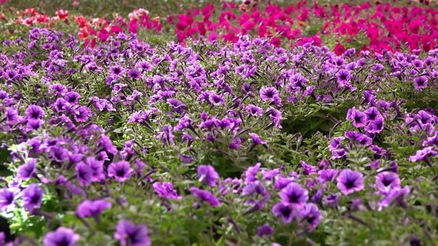 Агропромышленный комплекс - растениеводство и цветоводство смотреть онлайн