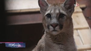 Детеныш пумы находится на карантине в зоопарке в Великом Устюге