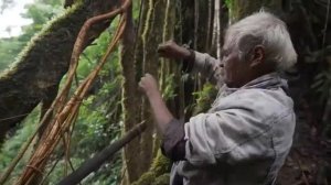 Мосты на основе иноскуляции деревьев