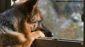 Безсловесному ждущему