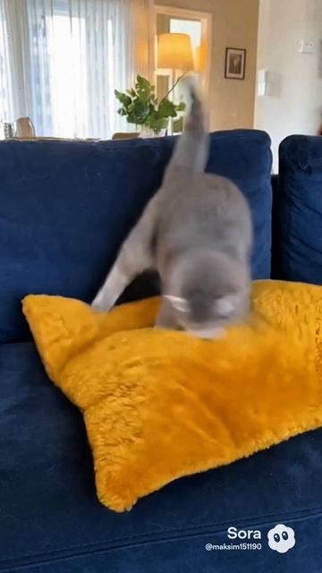 Котику скучно #кот #комната #crazy #разнос #sora #ии #юмор #веселыекоты #угар #cat #прикольныекоты Котику скучно #кот #комната #crazy #разнос #sora #ии #юмор #веселыекоты #угар #cat #прикольныекоты