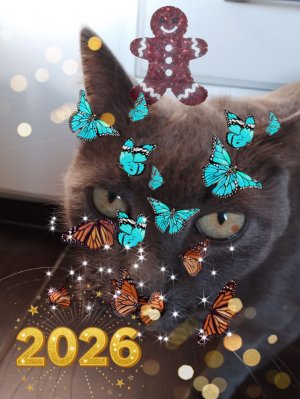 часть номер два про котика