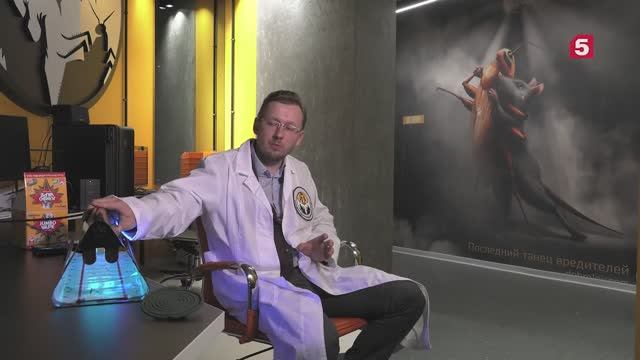 Борьба с комарами. Добролов на Пятом канале. Как самостоятельно избавиться от комаров в квартире.