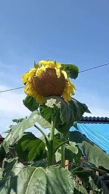 Подсолнух! смотреть онлайн