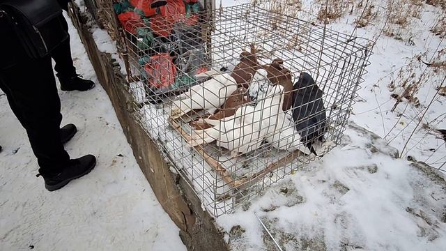 1000108237.mp4 купил голубку на ярморке смотреть онлайн