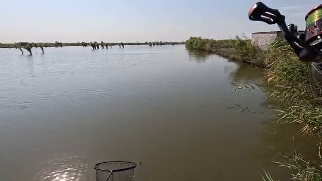 Ловлю амура на поплавочную удочку. Рыбалка 2025