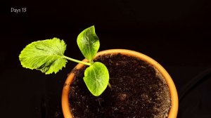 Фоновое видео/chill video