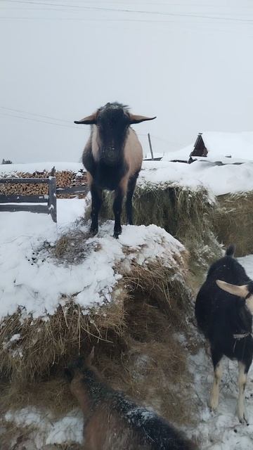 Ну чисто жеребец!